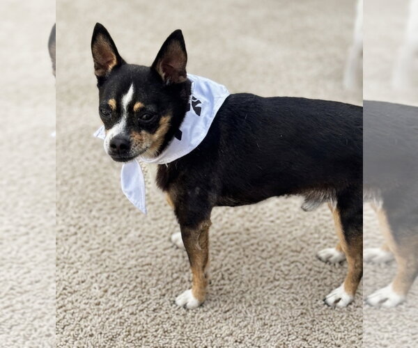 Medium Photo #4 Chihuahua-Unknown Mix Puppy For Sale in Newport Beach, CA, USA