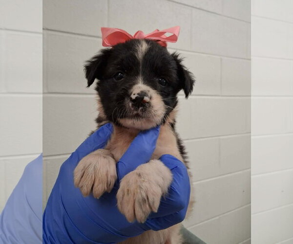 Medium Photo #4 Border Collie-Unknown Mix Puppy For Sale in SHERBURNE, NY, USA