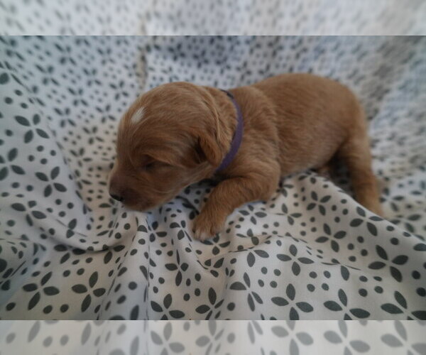 Medium Photo #3 Goldendoodle (Miniature) Puppy For Sale in DALLAS, OR, USA
