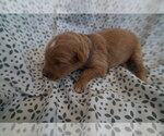Small #2 Goldendoodle (Miniature)