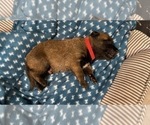 Small Photo #229 Belgian Malinois Puppy For Sale in REESEVILLE, WI, USA