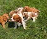 Small #10 Cavapoo