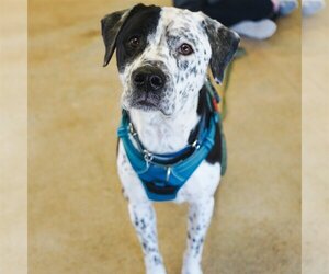 Labrador Retriever-Spaniel Mix Dogs for adoption in Fargo, ND, USA