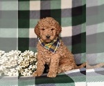 Small Photo #1 Goldendoodle (Miniature) Puppy For Sale in COCHRANVILLE, PA, USA