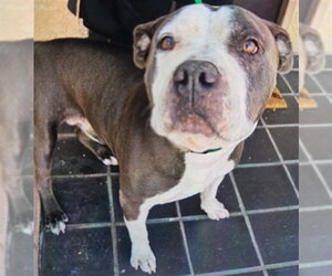 American Staffordshire Terrier Dogs for adoption in Rancho Cucamonga, CA, USA