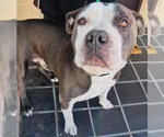 A781214 - Male American Staffordshire Terrier Dog for Adoption - Small photo