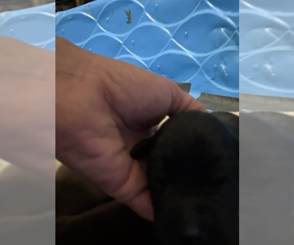 Medium Photo #1 Labrador Retriever Puppy For Sale in OSYKA, MS, USA