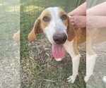 Small Photo #12 Mutt Puppy For Sale in Rustburg, VA, USA