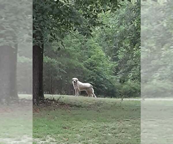 Medium Photo #5 Anatolian Shepherd Puppy For Sale in Westminster, MD, USA