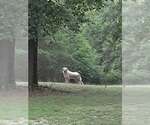 Small #4 Anatolian Shepherd