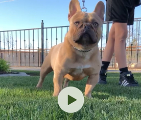 Father of the French Bulldog puppies born on 09/28/2018