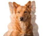 Small Photo #1 Alaskan Husky-German Shepherd Dog Mix Puppy For Sale in TUCSON, AZ, USA