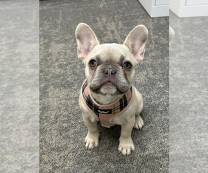 French Bulldog Puppy for sale in QUINCY, MA, USA