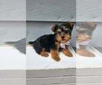 Small Yorkshire Terrier