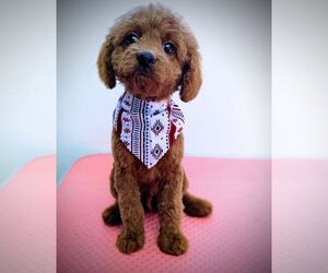 Cavapoo Puppy for sale in BEAUMONT, CA, USA
