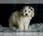 Small #2 Maltipoo (Miniature)