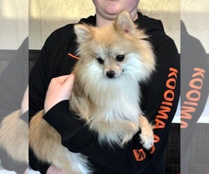 Mother of the Pomeranian puppies born on 06/11/2025