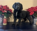 Small Photo #5 English Springer Spaniel-German Shepherd Dog Mix Puppy For Sale in ATGLEN, PA, USA