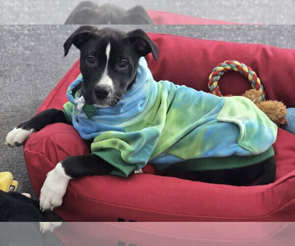 Medium Photo #5 American Pit Bull Terrier-Labrador Retriever Mix Puppy For Sale in Clarkston, MI, USA
