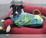 Small #4 American Pit Bull Terrier-Labrador Retriever Mix