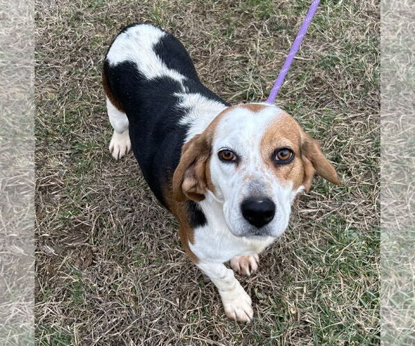 Medium Photo #3 Bagle Hound Puppy For Sale in Batavia, OH, USA