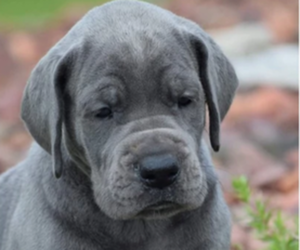 Great Dane Puppy for sale in DYERSBURG, TN, USA