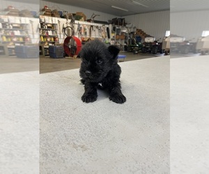 Schnauzer (Miniature) Puppy for sale in CEDAR FALLS, IA, USA