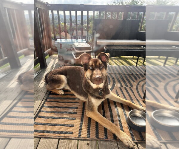 Medium Photo #1 Siberian Husky-Unknown Mix Puppy For Sale in Springdale, PA, USA