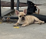 Puppy Puppy 3 French Bulldog