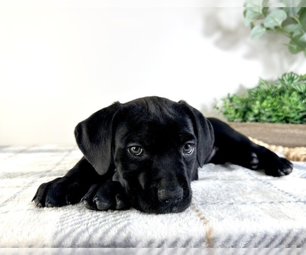 Medium Photo #4 Cane Corso Puppy For Sale in GREENFIELD, IN, USA