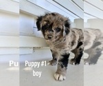 Small Photo #2 Australian Shepherd Puppy For Sale in EMMETT, ID, USA