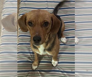 Labbe Dogs for adoption in Wheaton, IL, USA