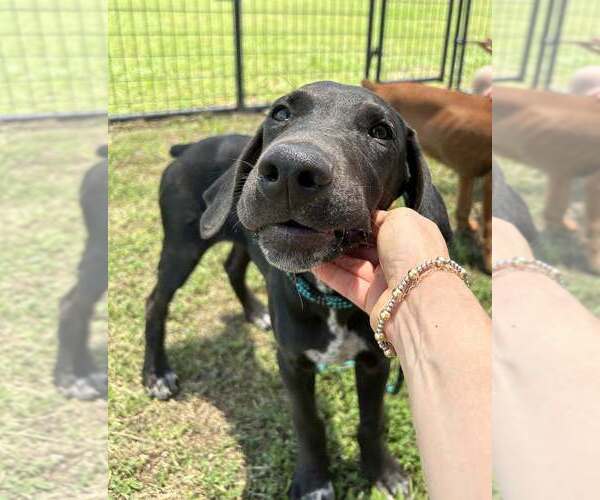 Medium Photo #3 Mutt Puppy For Sale in Abbeville, LA, USA