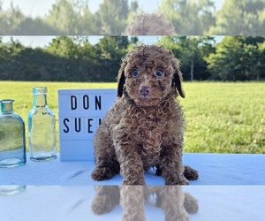 Poodle (Toy) Puppy for sale in COLLEGE STA, TX, USA