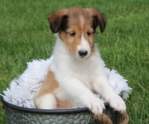 Shetland Sheepdog Puppy for sale in HOST, PA, USA