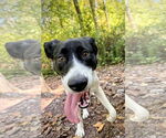 Small #7 Border Collie Mix