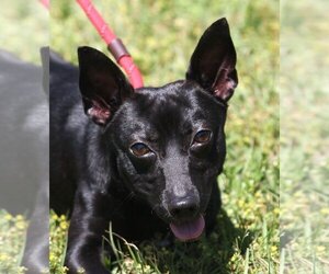 Chiweenie Dogs for adoption in Canton, CT, USA