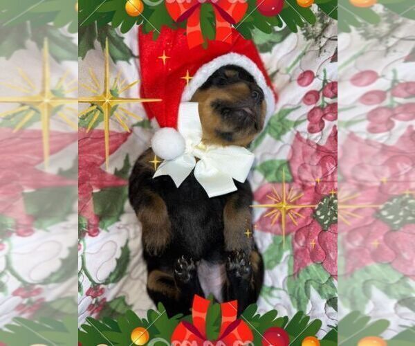 Medium Photo #1 Rottweiler Puppy For Sale in DRAPER, VA, USA