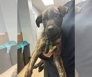 Holland Shepherd Dogs for adoption in Imlay City, MI, USA