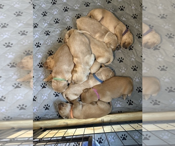 Medium Photo #2 Golden Retriever Puppy For Sale in JUSTIN, TX, USA