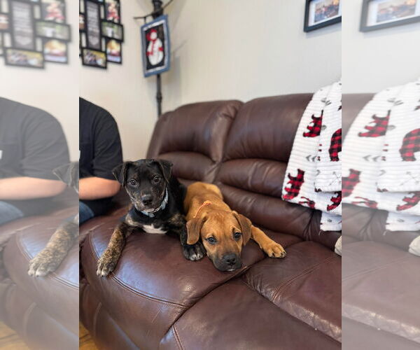 Medium Photo #9 English Mastweiler Puppy For Sale in Oro Medonte, Ontario, Canada