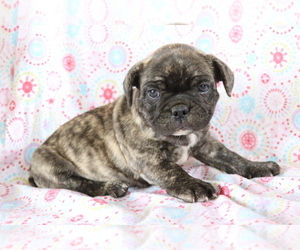 French Bulldog Puppy for sale in SHILOH, OH, USA