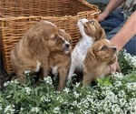 Small #5 Cavalier King Charles Spaniel