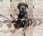 Small #2 Cane Corso