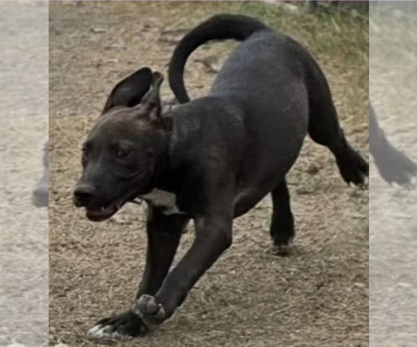 Medium Photo #19 American Pit Bull Terrier-Unknown Mix Puppy For Sale in Minneapolis, MN, USA