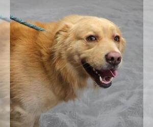 Golden Retriever-Unknown Mix Dogs for adoption in Thief River Falls, MN, USA