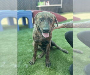 RAMEN - Male Mutt Dog for Adoption - Photo #3