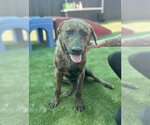 Small Photo #3 Mutt Puppy For Sale in San Bernardino, CA, USA