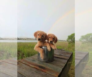 Golden Retriever Puppy for sale in CHARLESTON, SC, USA