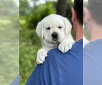 Small Photo #6 Labrador Retriever Puppy For Sale in MOUNT AIRY, MD, USA